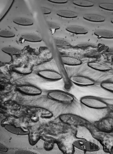 Westin Automotive Profile Cargo Liner Black Rubber for Honda Odyssey 2018-2021                                     - 74-15-41032 - Image 4